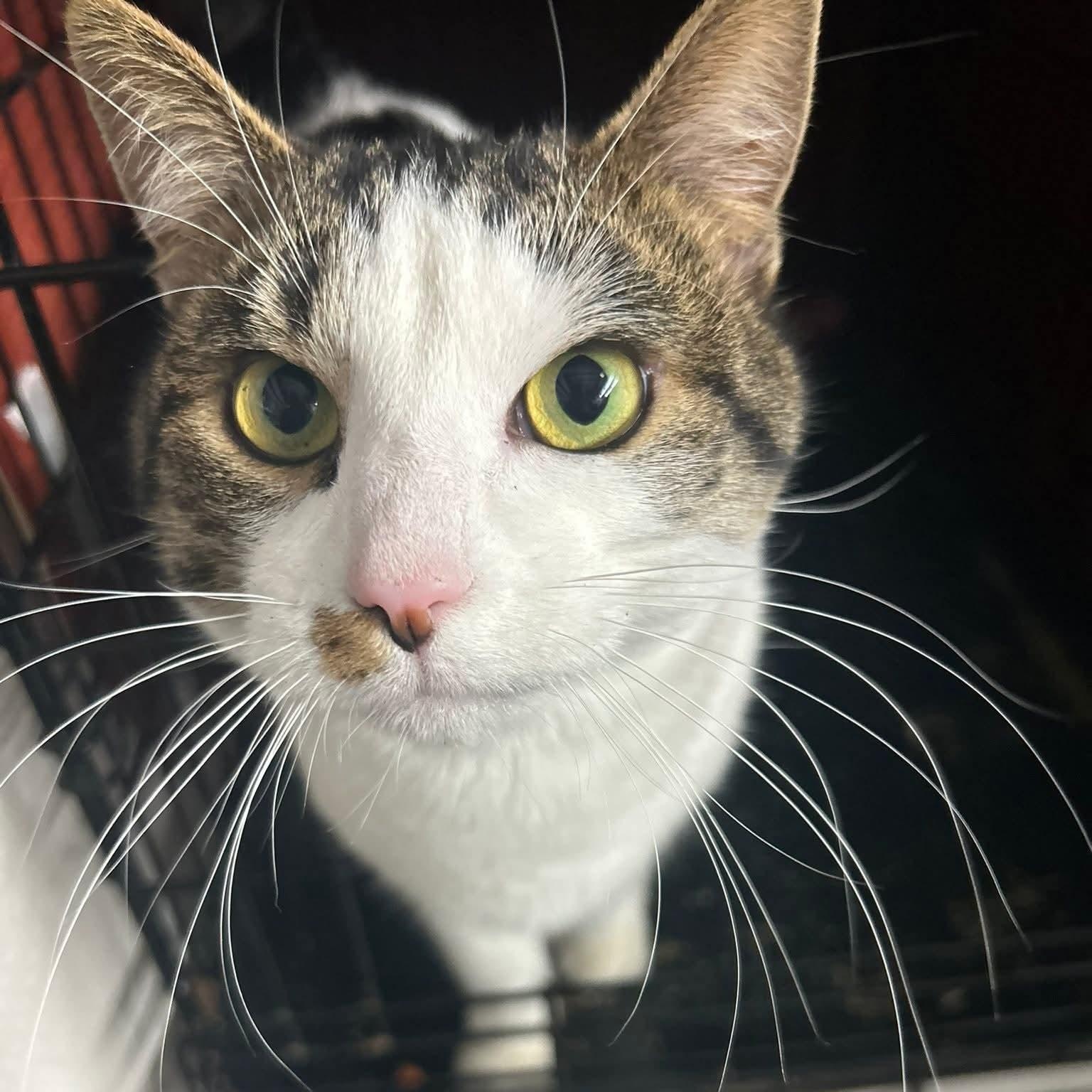 Enlarge Biggie, an adopted Domestic Short Hair in Grand Rapids, MI image 3/6