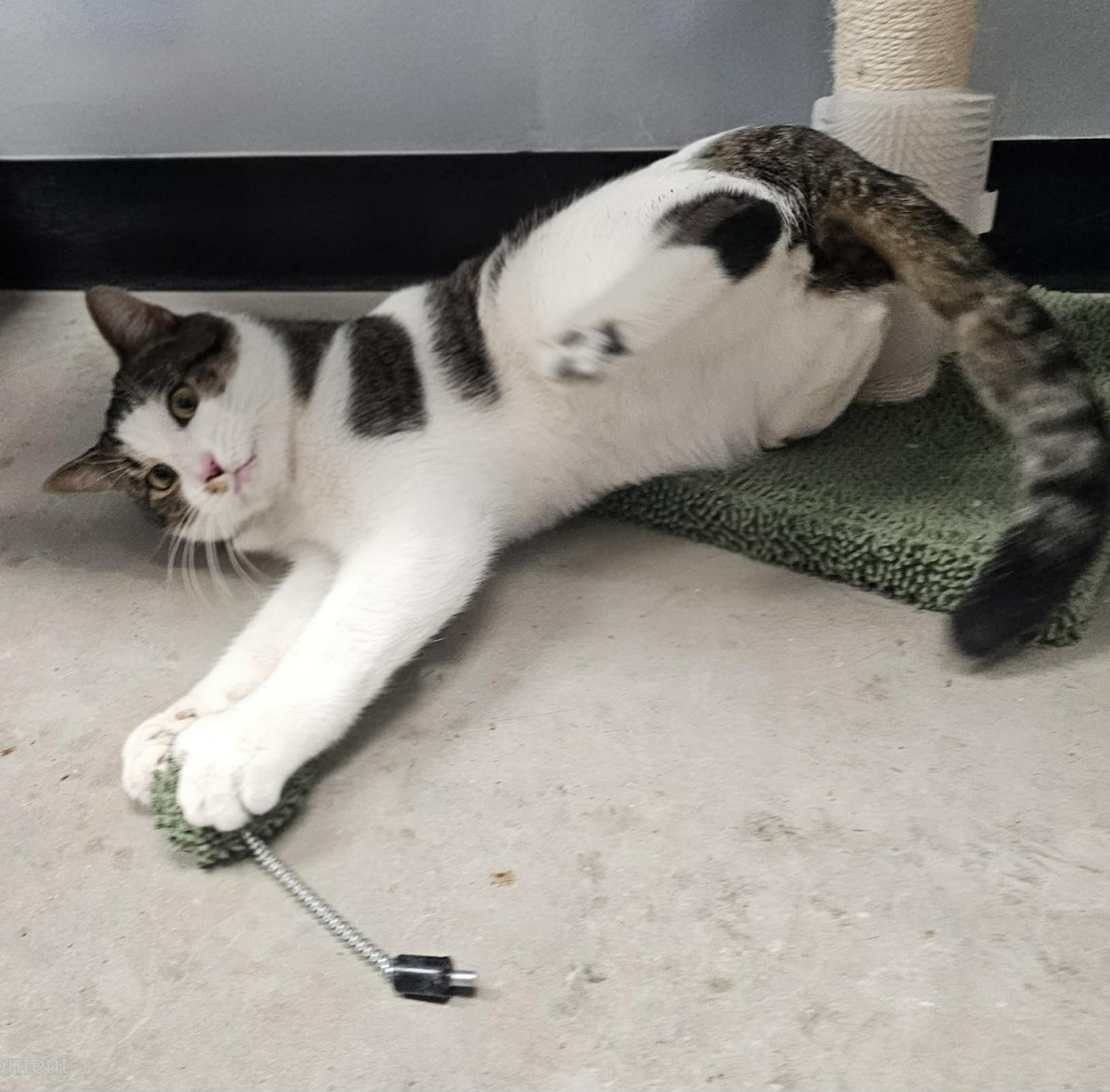 Enlarge Biggie, an adopted Domestic Short Hair in Grand Rapids, MI image 4/6