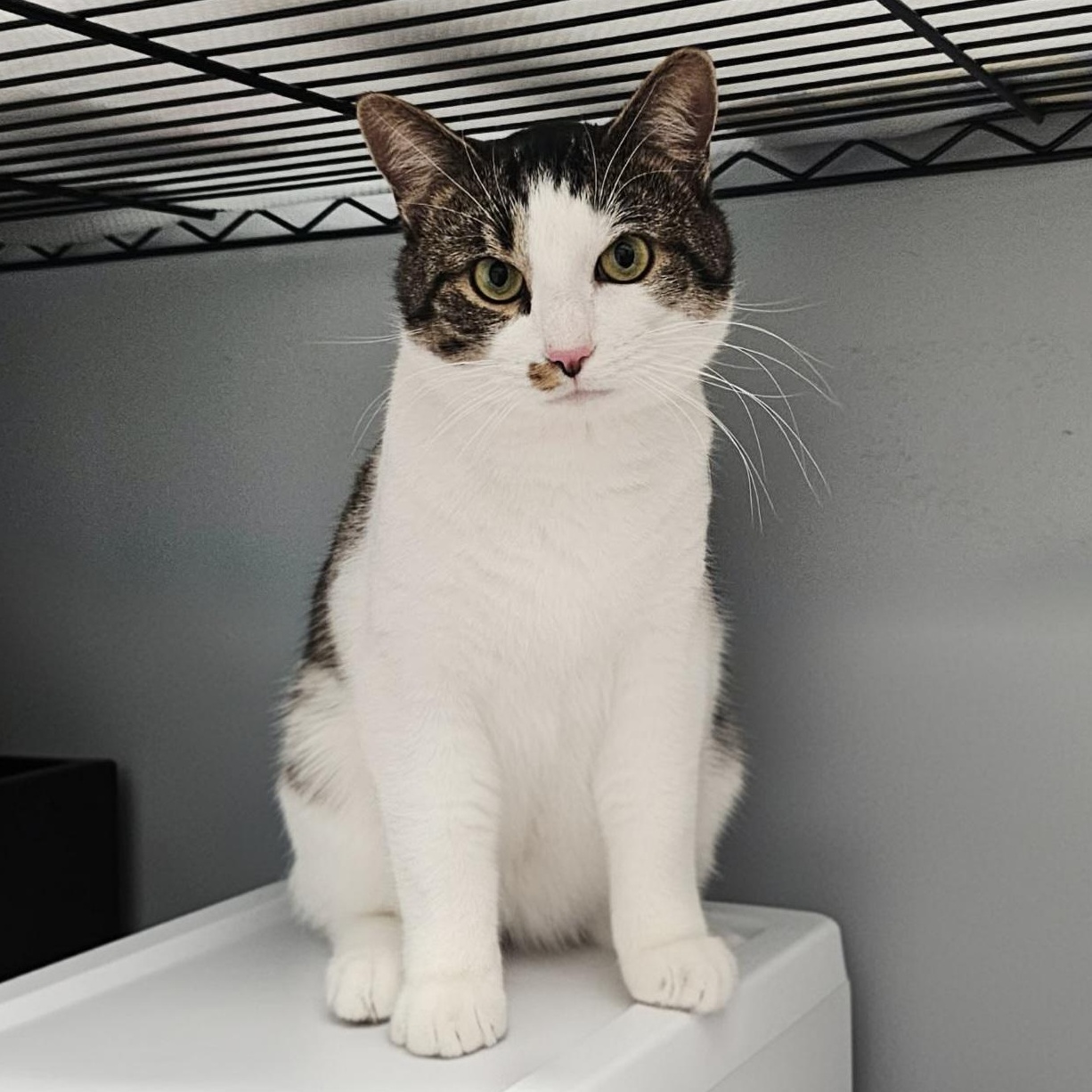 Enlarge Biggie, an adopted Domestic Short Hair in Grand Rapids, MI image 1/6