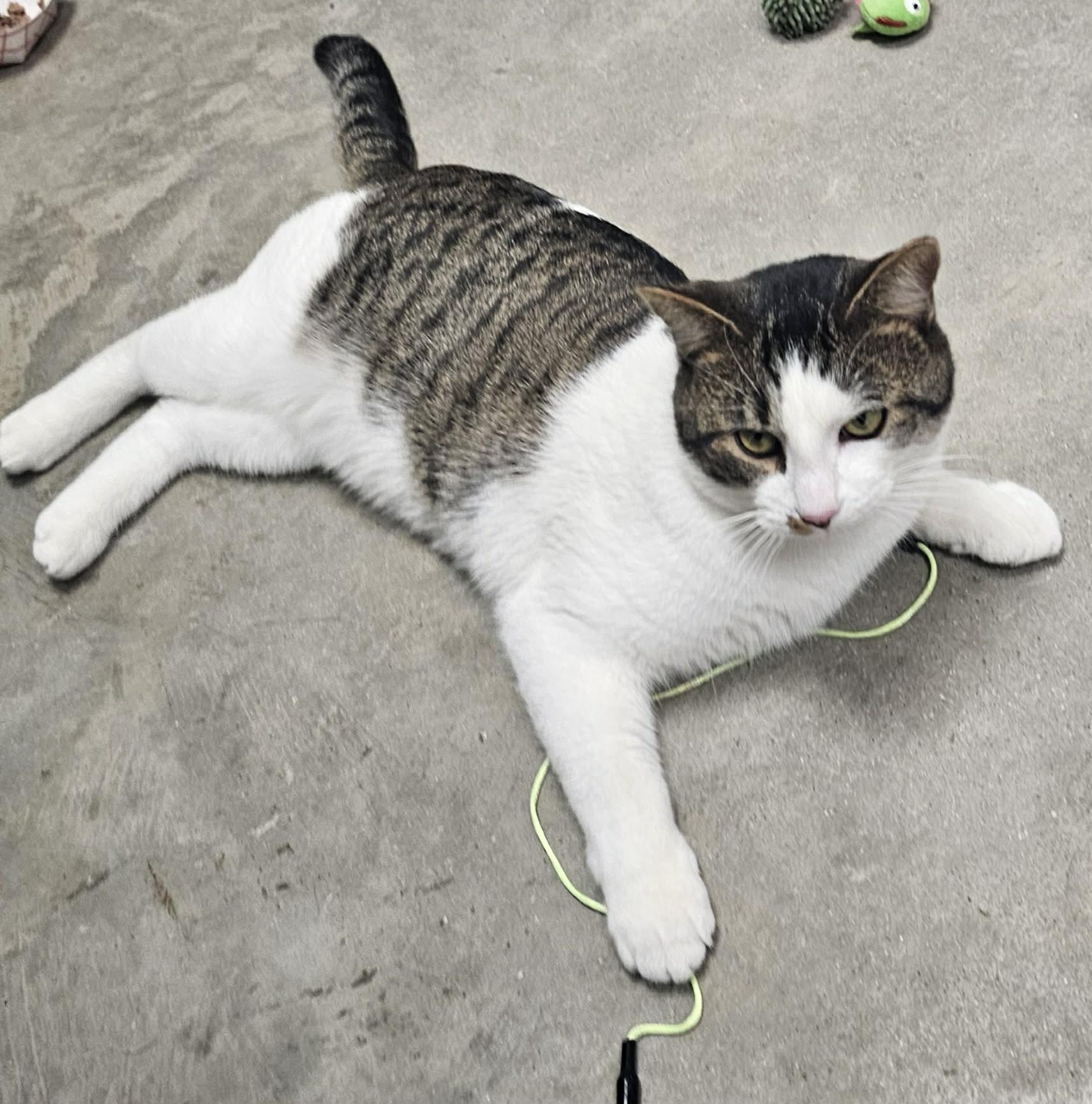 Enlarge Biggie, an adopted Domestic Short Hair in Grand Rapids, MI image 5/6
