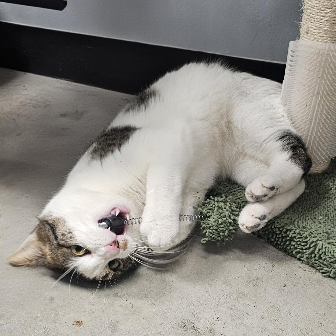 Enlarge Biggie, an adopted Domestic Short Hair in Grand Rapids, MI image 2/6