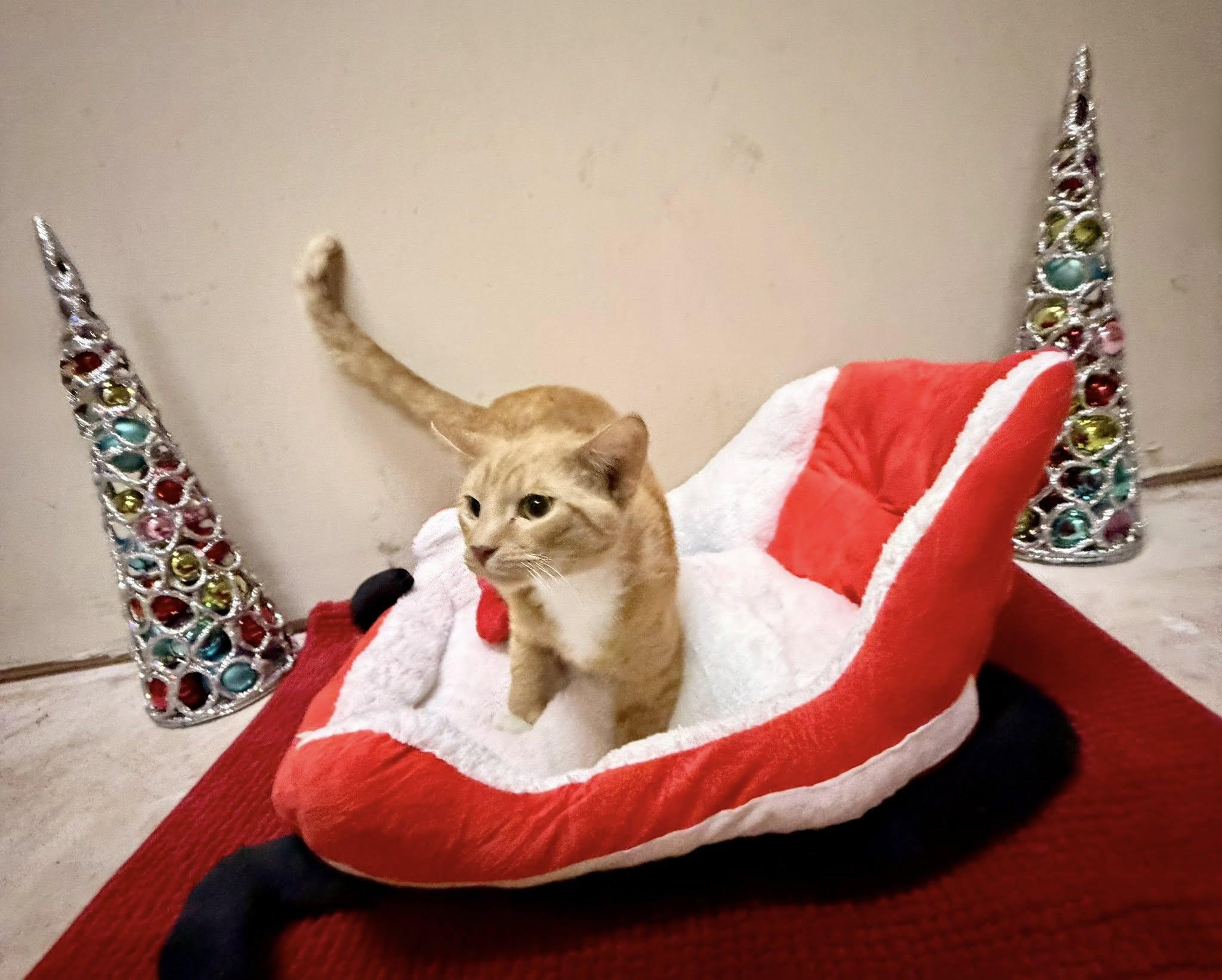 Charlie, Adoptable, Young Male Domestic Short Hair.