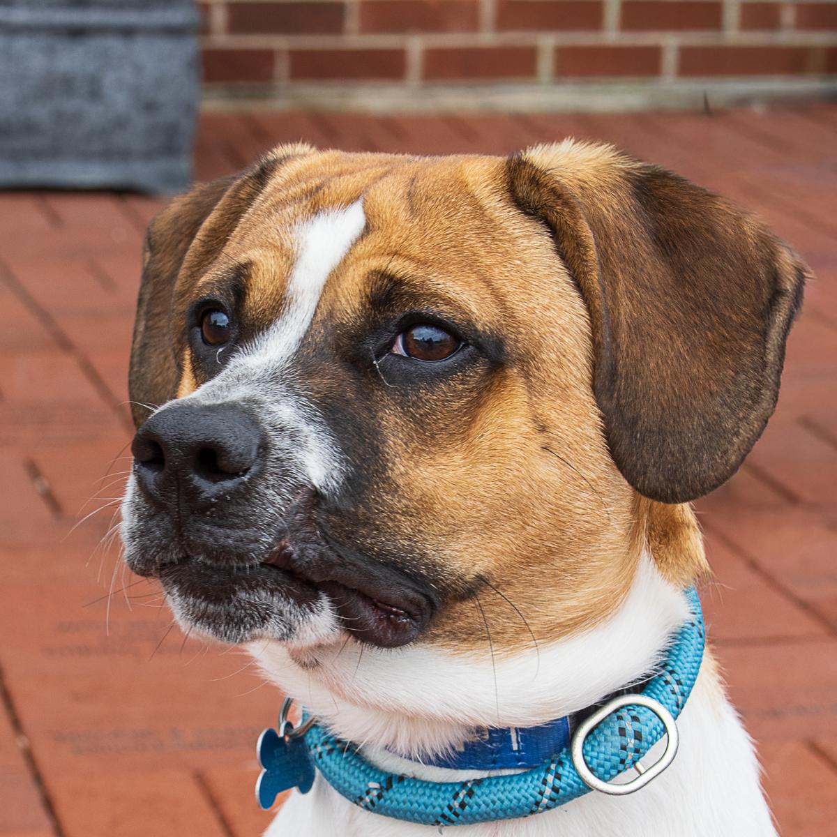 Andy, adopted, Young Male Beagle.