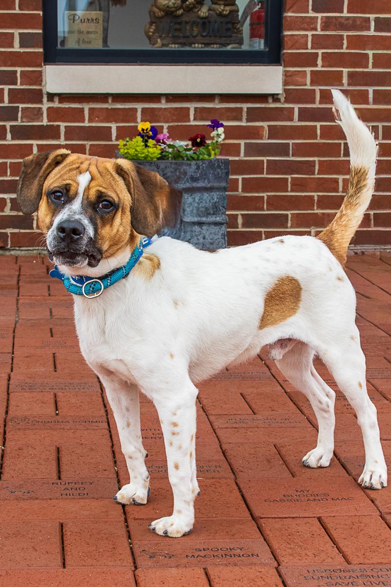 Enlarge Andy, an adopted mixed breed in Arlington Heights, IL image 2/2