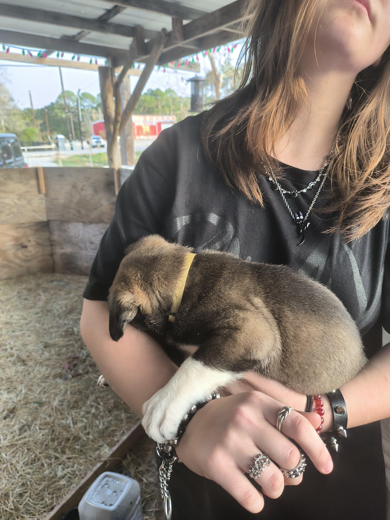 Sweet Pea, a ADOPTABLE mixed breed in Houston, TX image 2/2