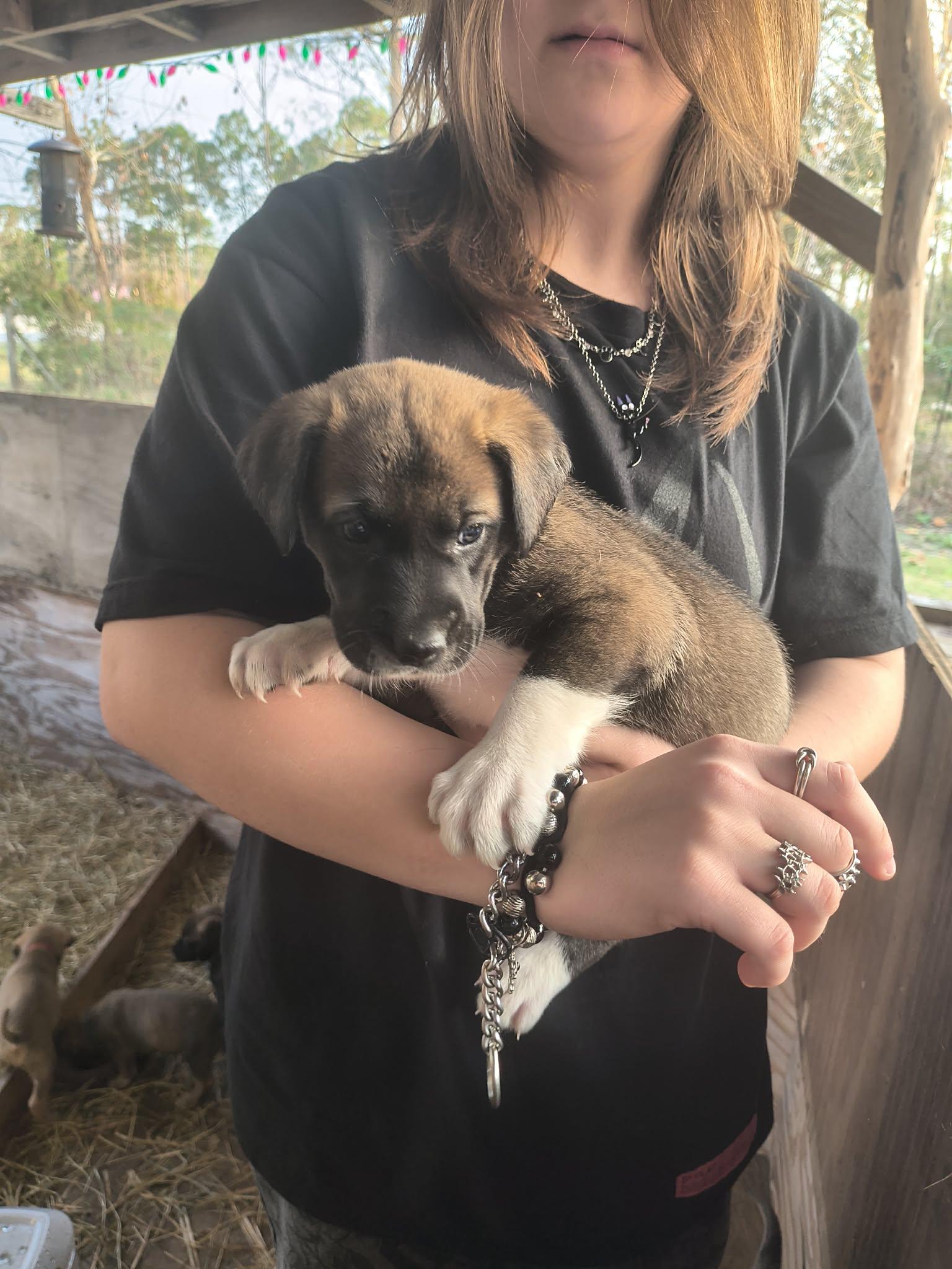 Sweet Pea, a ADOPTABLE mixed breed in Houston, TX image 1/2