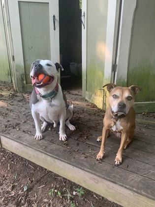 Smurf (in foster) — thumbnail 3