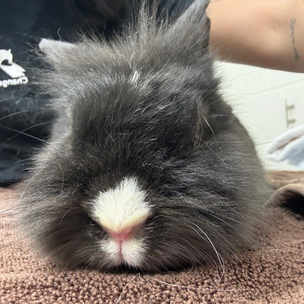 Bluebelle, Adoptable, Adult Female Bunny Rabbit.