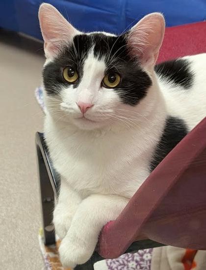 Coco, a Adoptable Domestic Short Hair in Appleton, WI image 1/6