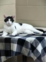 Coco, Adoptable, Adult Male Domestic Short Hair.