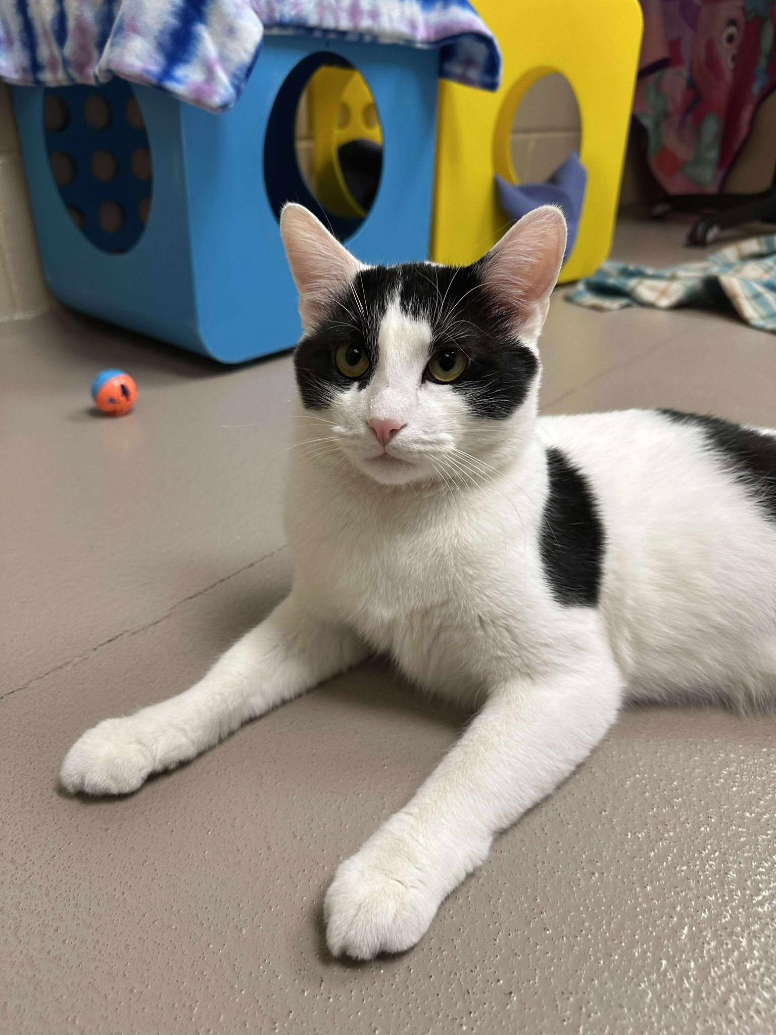 Coco, a Adoptable Domestic Short Hair in Appleton, WI image 3/6