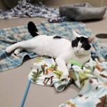 Coco, an adoptable Domestic Short Hair in Appleton, WI, 54914 | Photo Image 2