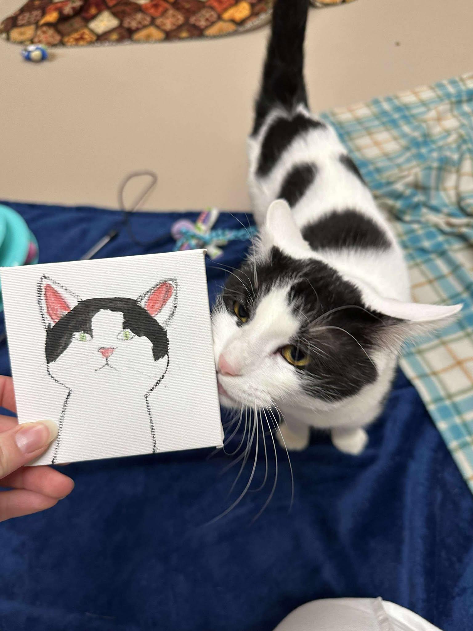 Coco, a Adoptable Domestic Short Hair in Appleton, WI image 4/6