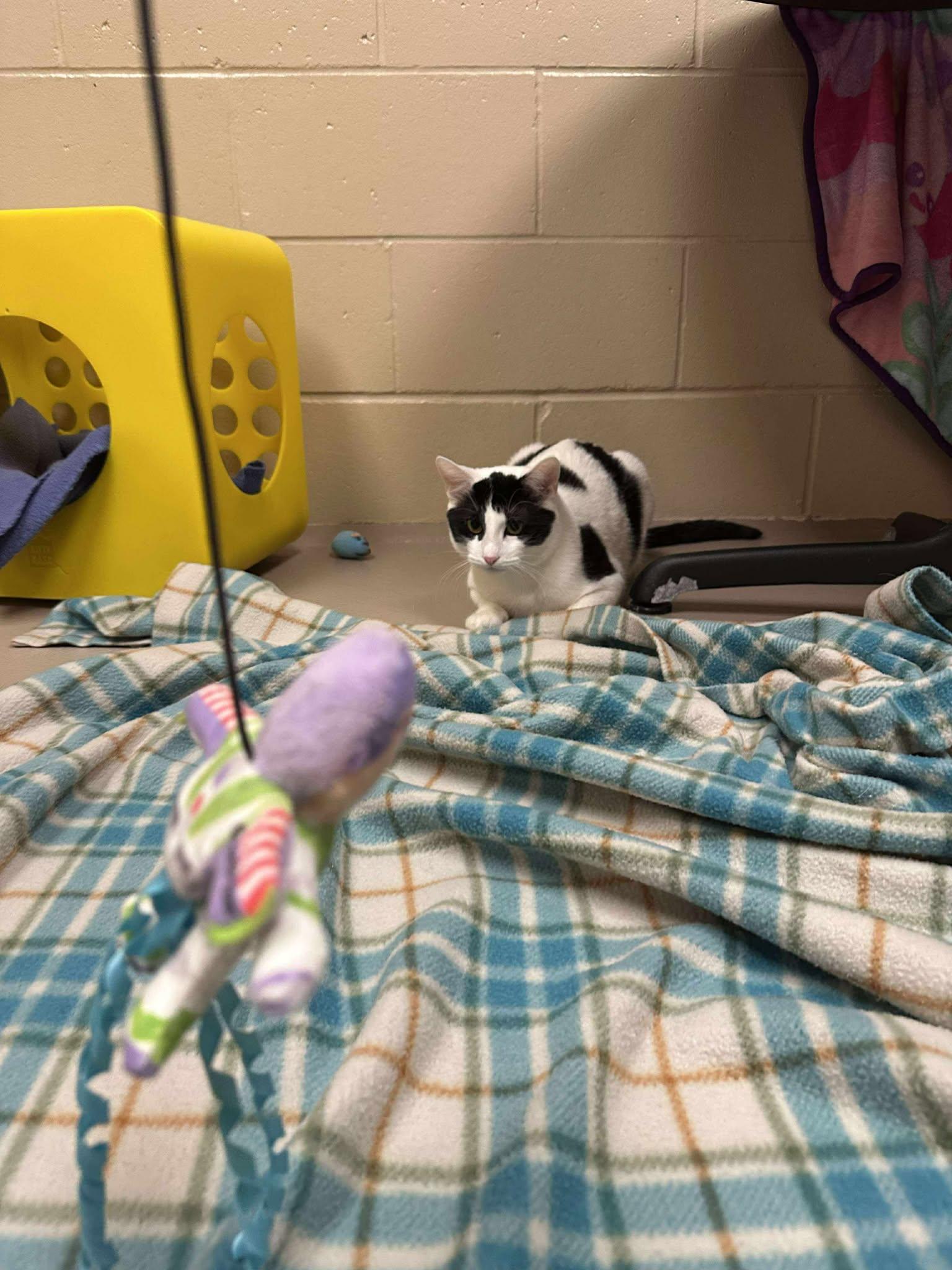 Coco, a Adoptable Domestic Short Hair in Appleton, WI image 5/6