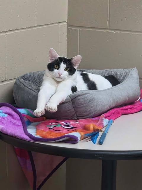 Coco, a Adoptable Domestic Short Hair in Appleton, WI image 6/6