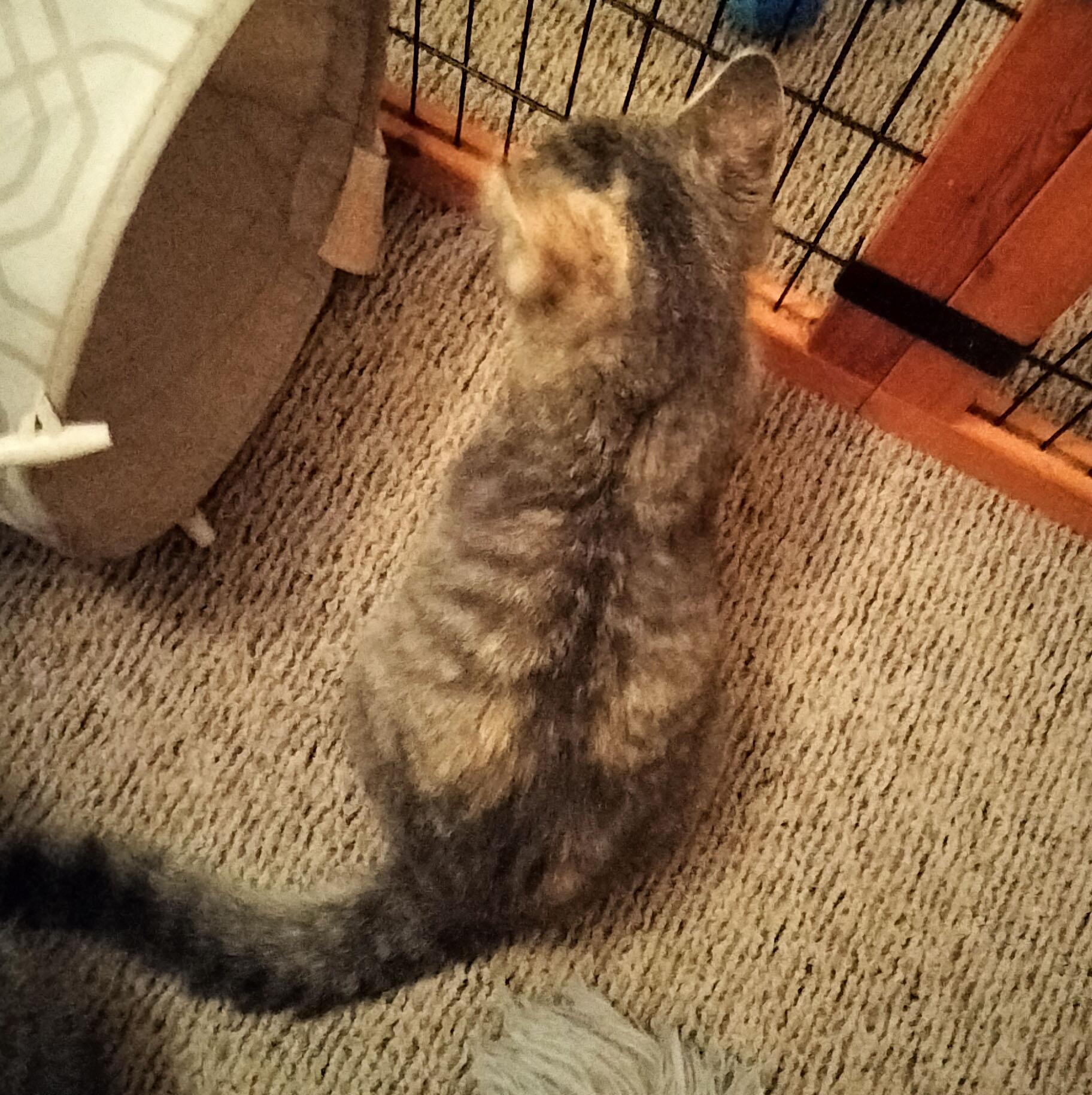 Berry, a Adopted Domestic Short Hair in Sedalia, MO image 2/2