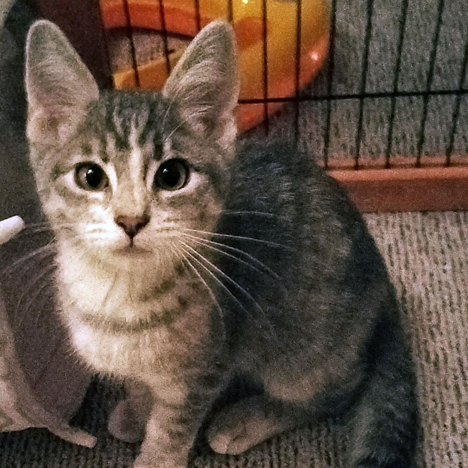 Berry, a Adopted Domestic Short Hair in Sedalia, MO image 1/2