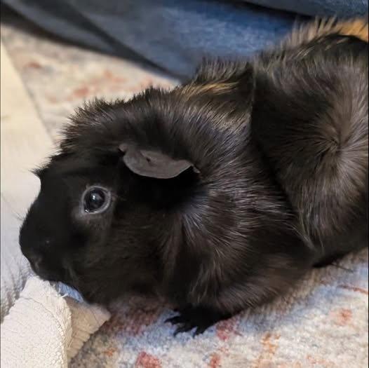 Sareyah, Adopted, Young Female Guinea Pig.