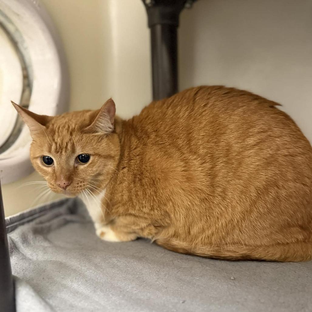 Clementine, Adoptable, Adult Female Domestic Short Hair & Domestic Short Hair.