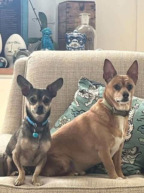 Tito, ADOPTABLE, Adult Male Chihuahua.