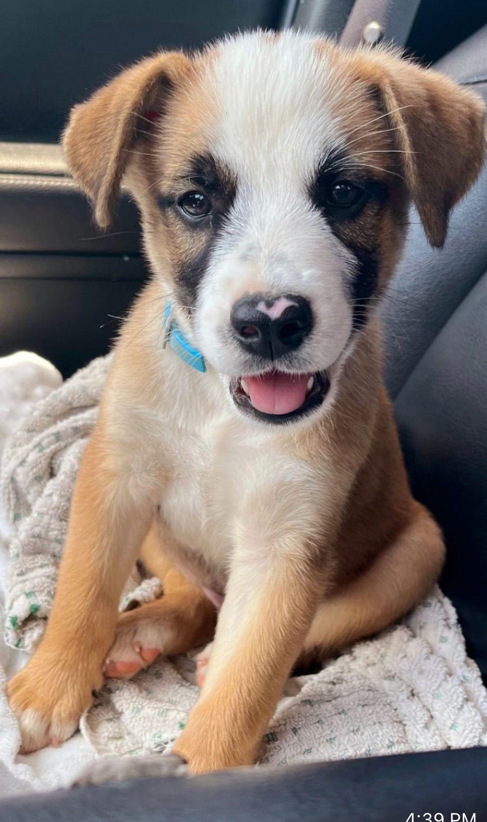 Whiskey, Adoptable, Puppy Male Belgian Shepherd / Malinois & Boxer.