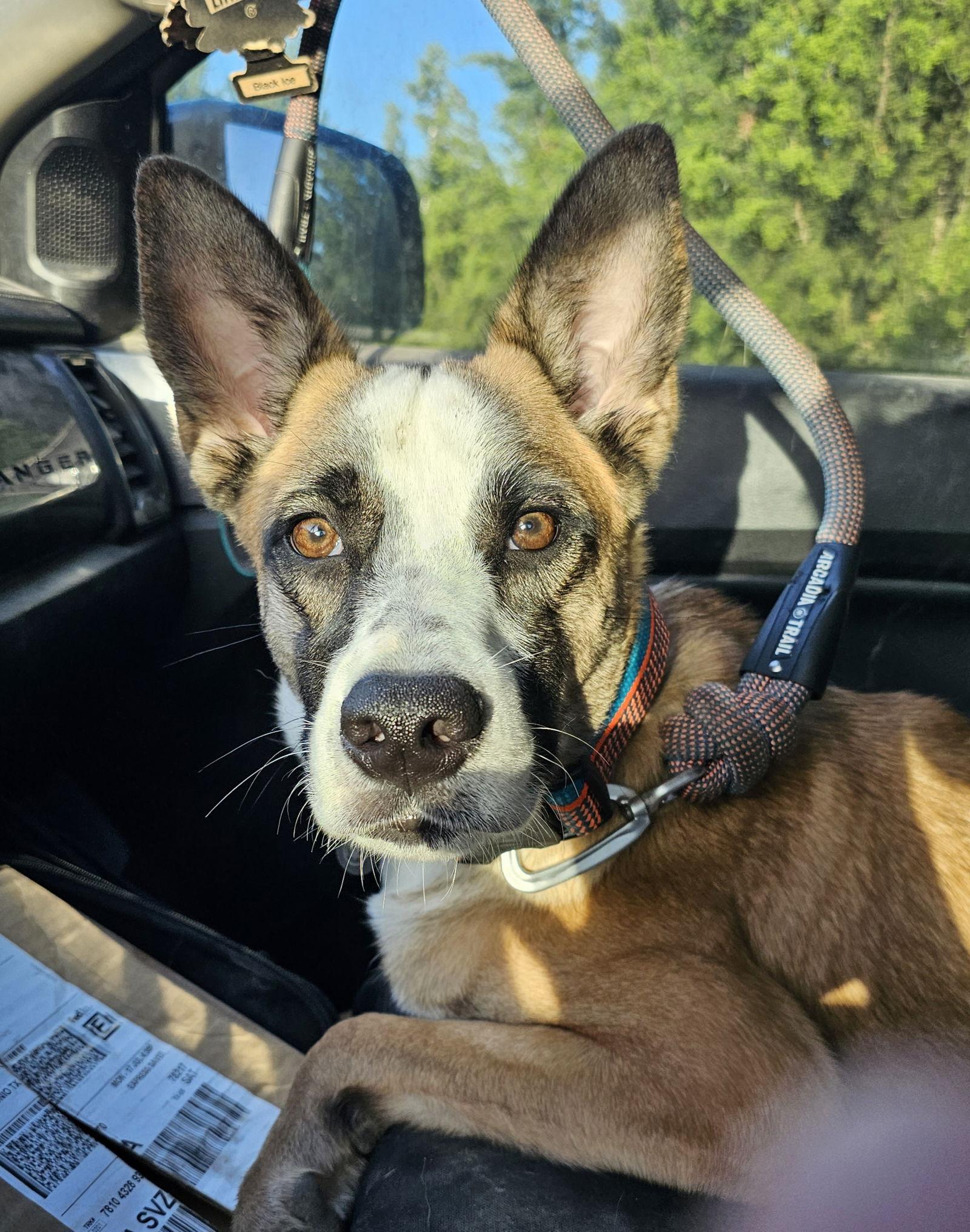 Enlarge Whiskey, a Adoptable mixed breed in San Antonio, TX image 2/5