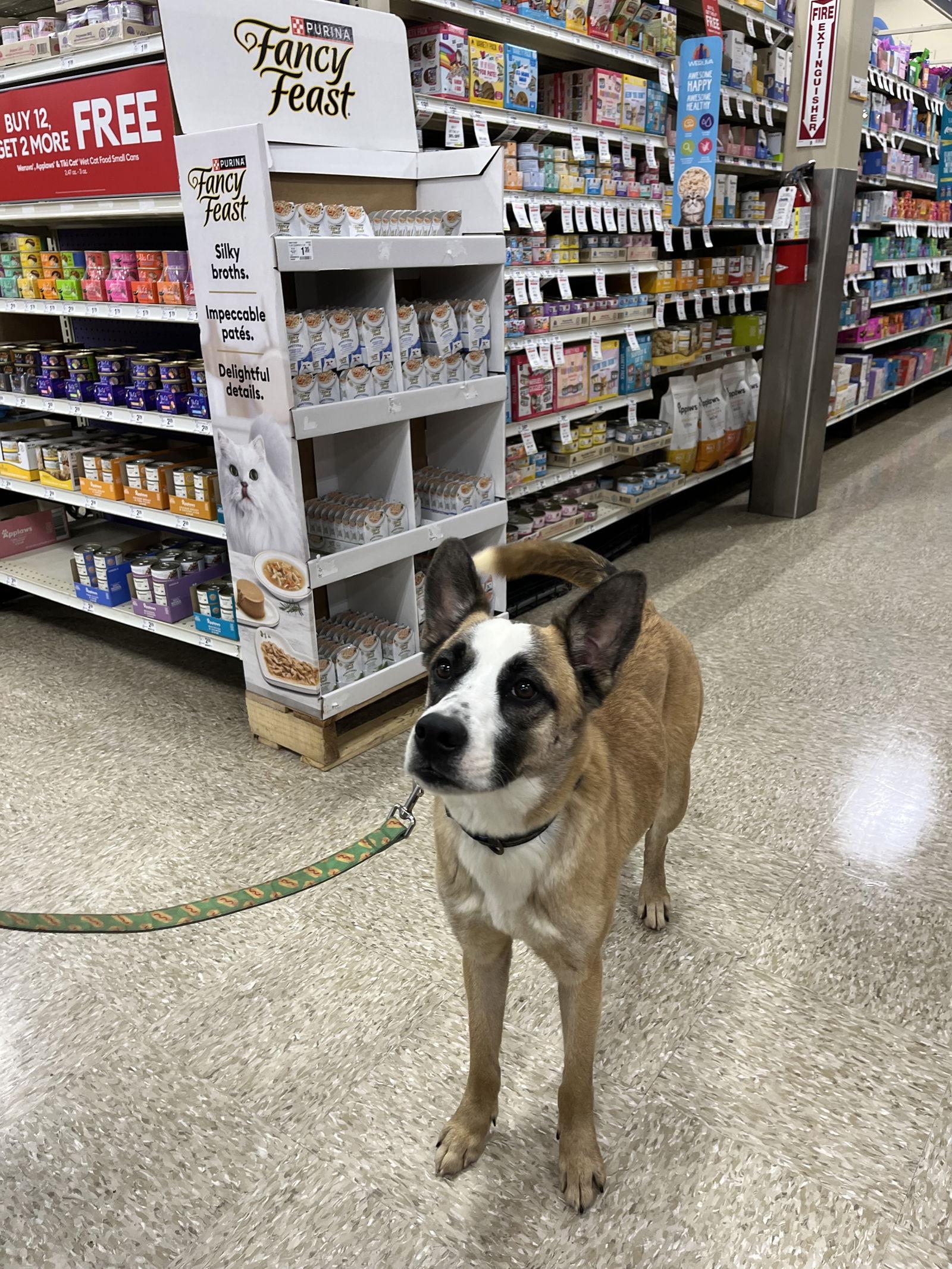 Enlarge Whiskey, a Adoptable mixed breed in San Antonio, TX image 3/5