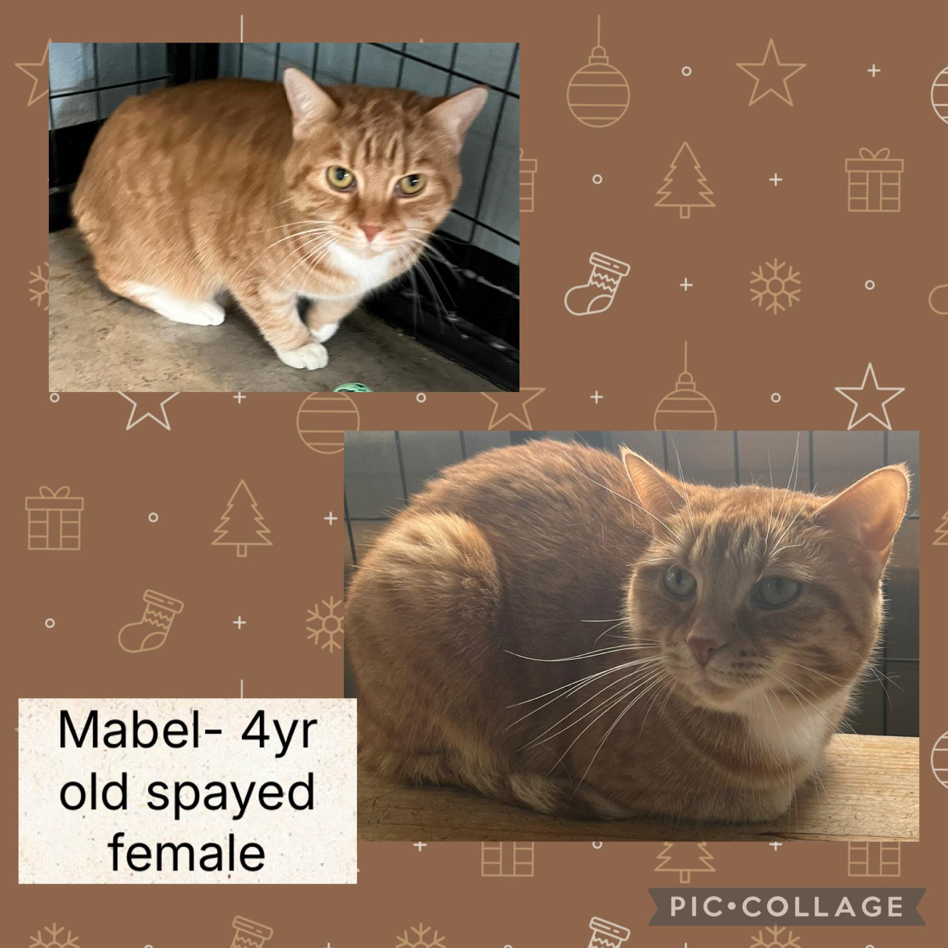 Enlarge Mabel, a ADOPTABLE Domestic Short Hair in Bryan, OH image 1/1