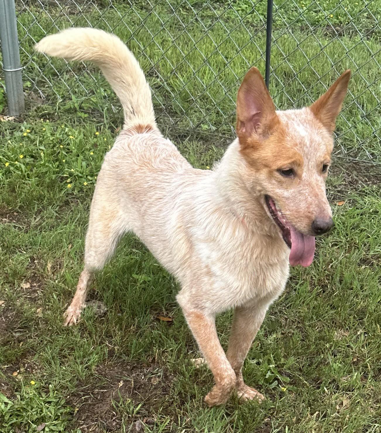 Enlarge Kaylee, an adopted Mixed Breed in Georgetown, TX image 5/6