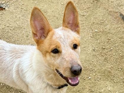 Enlarge Kaylee, an adopted Mixed Breed in Georgetown, TX image 1/6