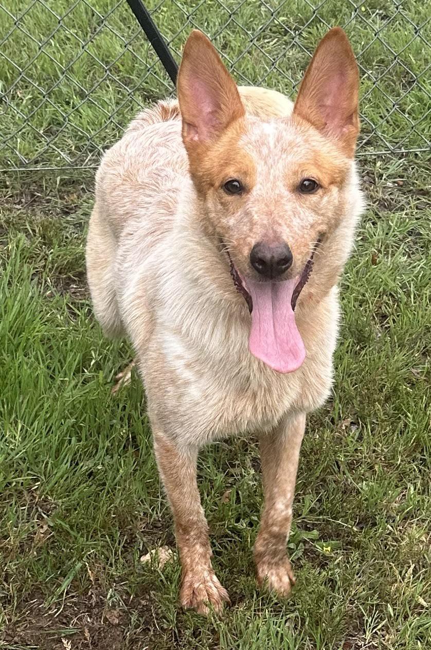 Enlarge Kaylee, an adopted Mixed Breed in Georgetown, TX image 6/6