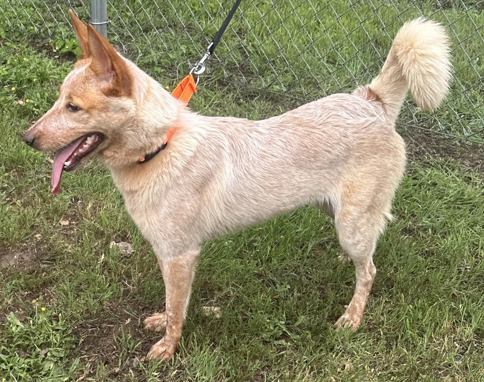 Enlarge Kaylee, an adopted Mixed Breed in Georgetown, TX image 3/6