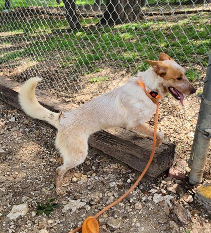Enlarge Kaylee, an adopted Mixed Breed in Georgetown, TX image 2/6