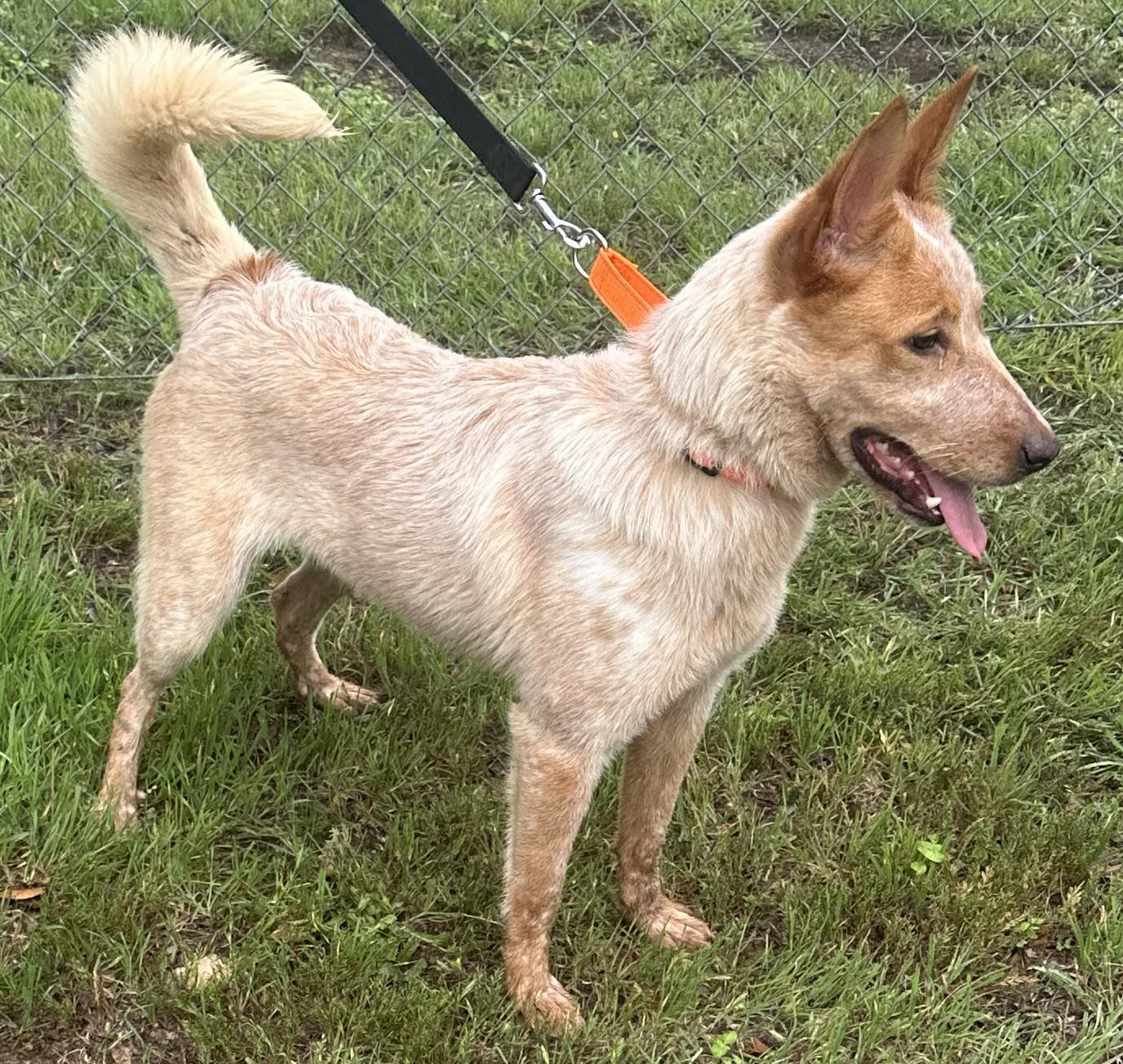 Enlarge Kaylee, an adopted Mixed Breed in Georgetown, TX image 4/6