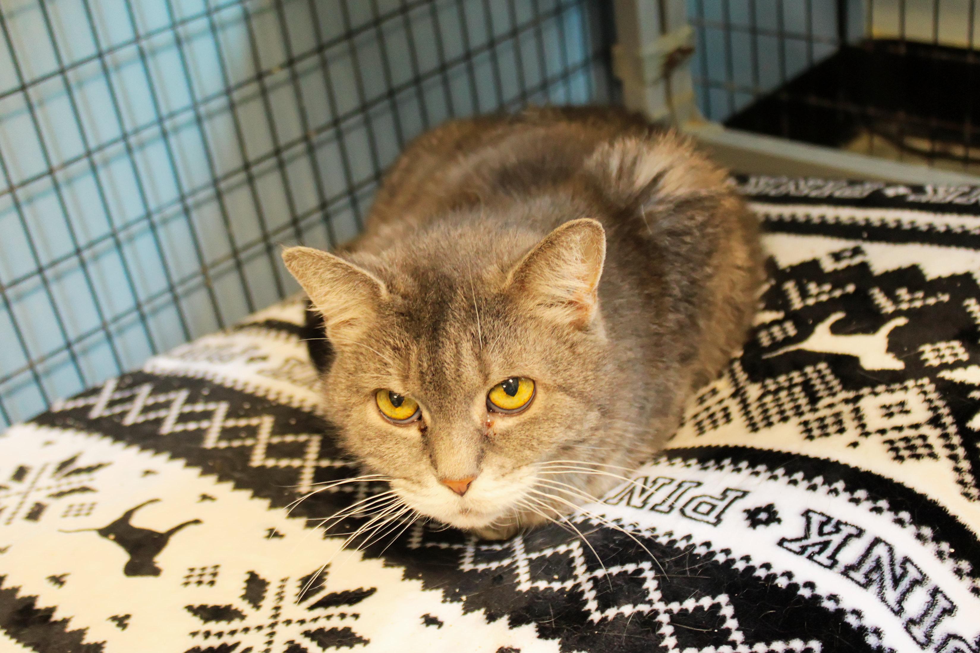 Enlarge Sasha, a ADOPTABLE mixed breed in Urbana, OH image 6/6