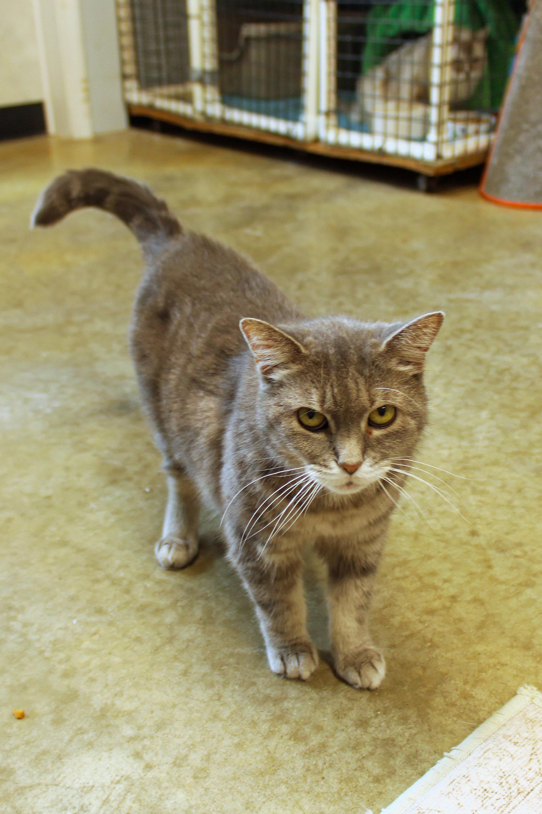 Enlarge Sasha, a ADOPTABLE mixed breed in Urbana, OH image 2/6
