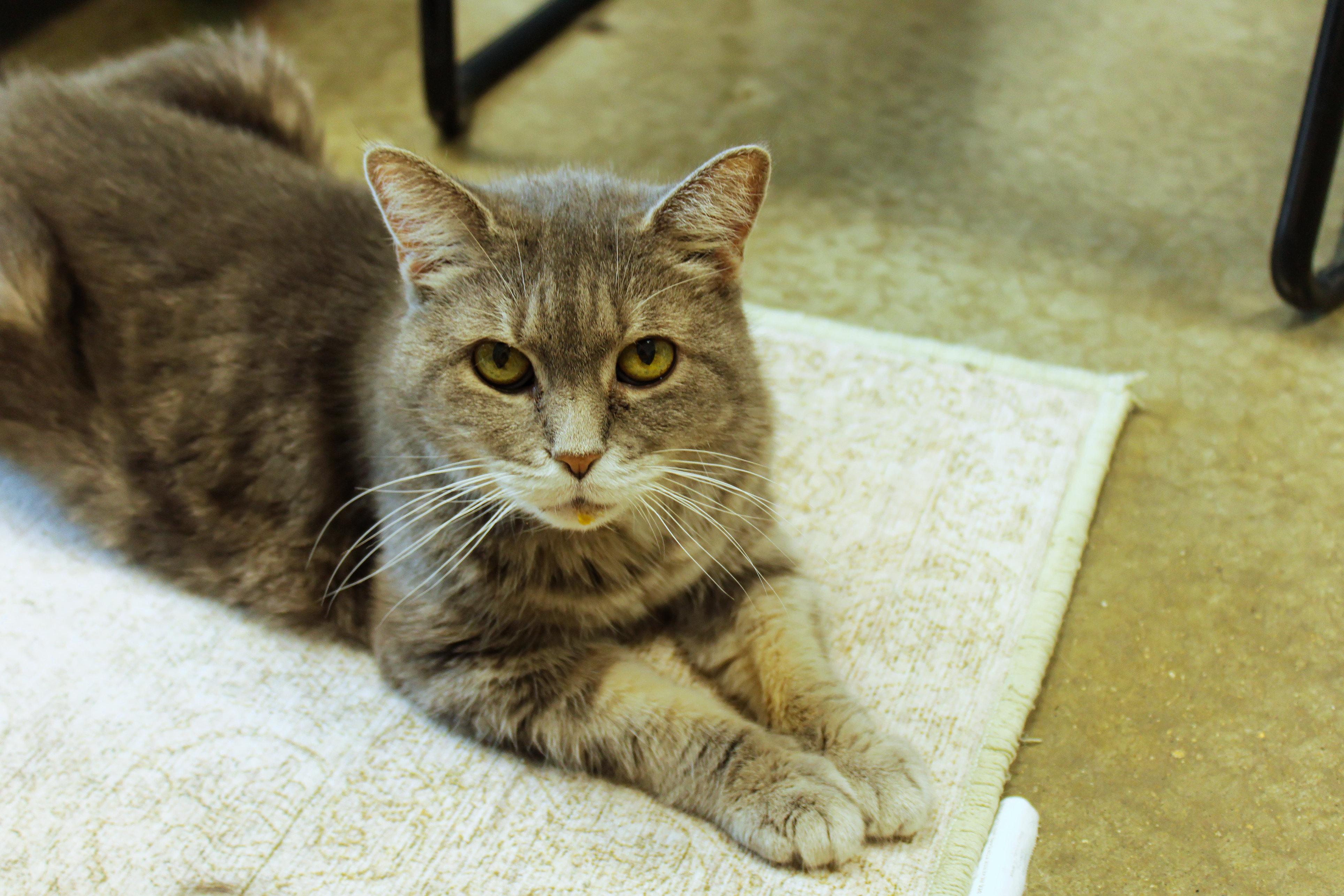 Enlarge Sasha, a ADOPTABLE mixed breed in Urbana, OH image 1/6
