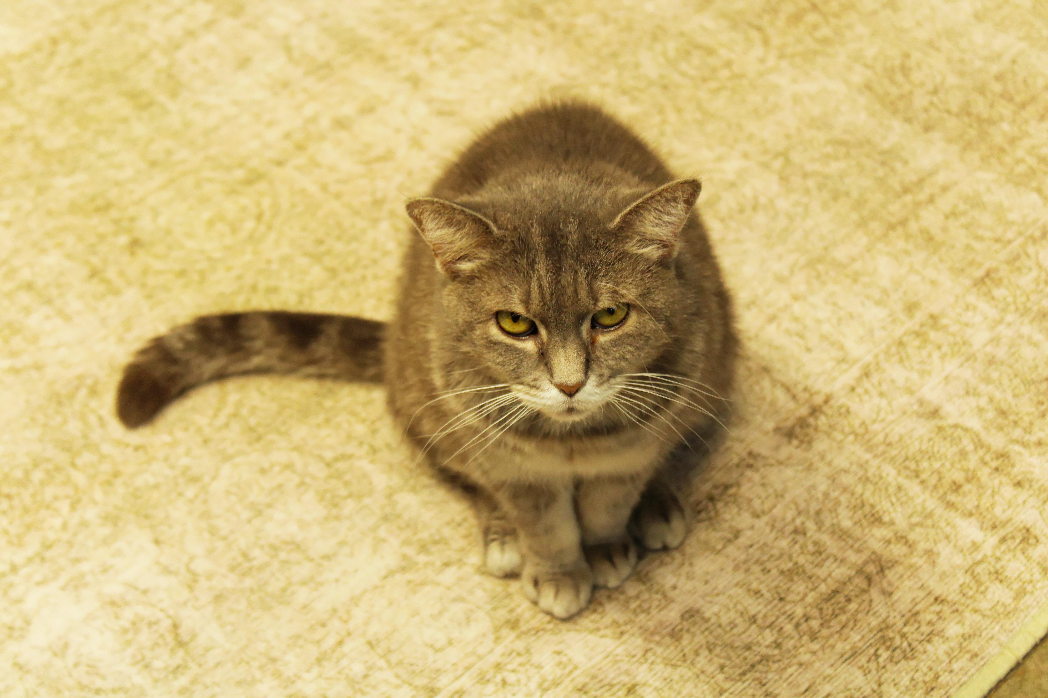 Enlarge Sasha, a ADOPTABLE mixed breed in Urbana, OH image 3/6