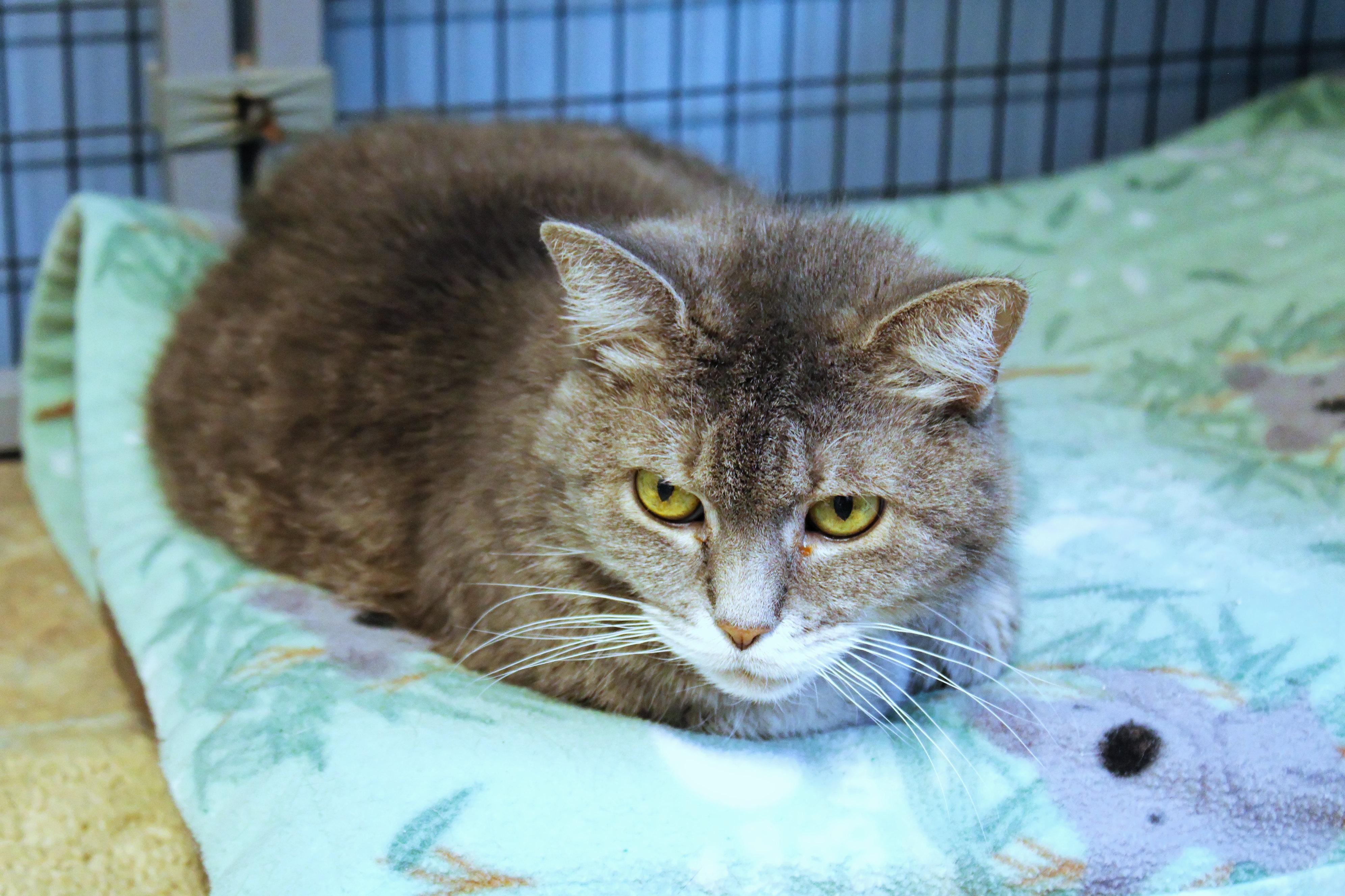 Enlarge Sasha, a ADOPTABLE mixed breed in Urbana, OH image 5/6