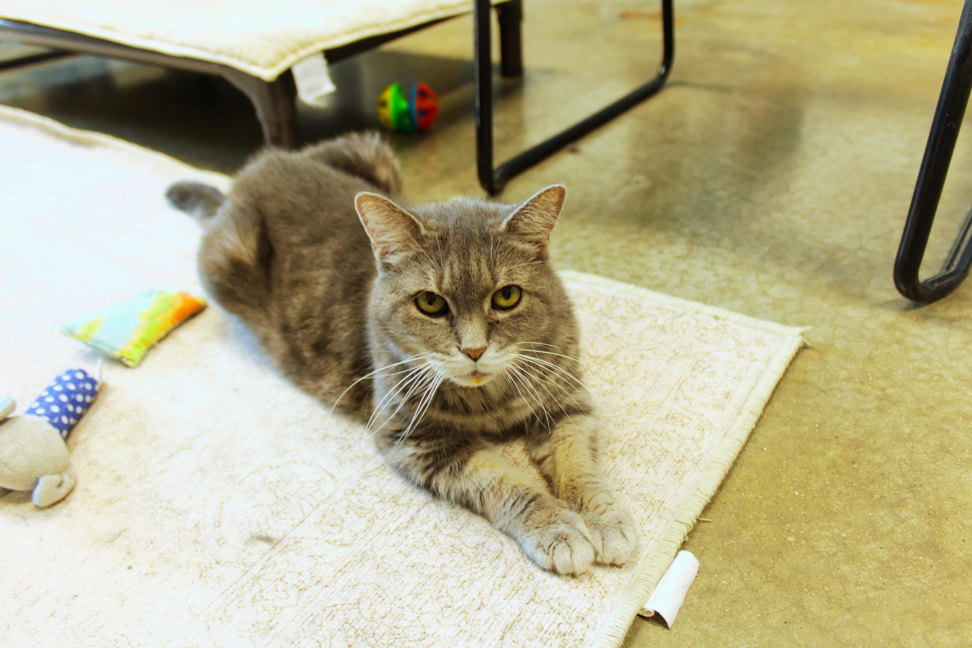 Enlarge Sasha, a ADOPTABLE mixed breed in Urbana, OH image 4/6