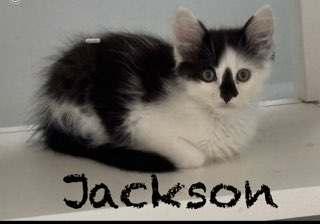 Jackson, Baby Male unknown