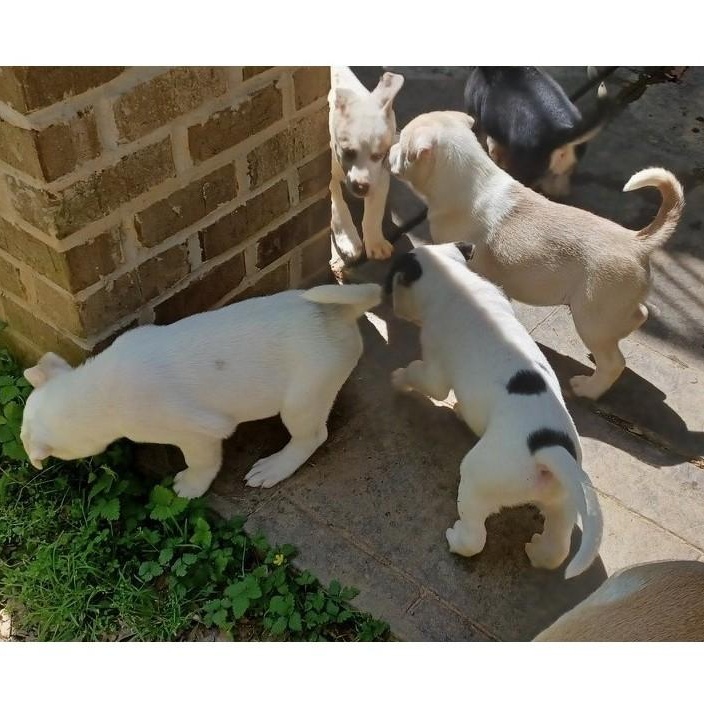 Enlarge Marcoco, an adopted mixed breed in Clarksville, VA image 3/6