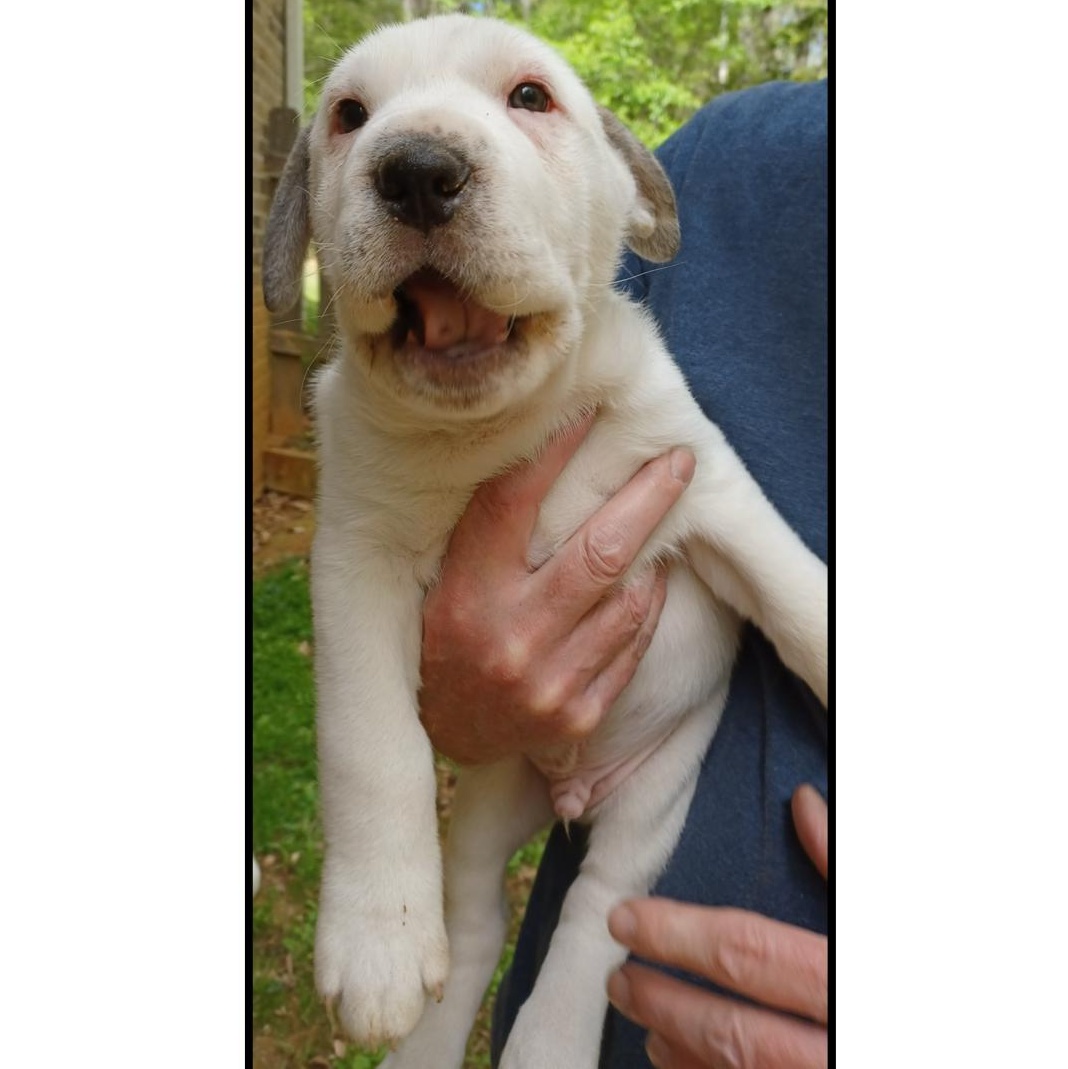 Enlarge Marcoco, an adopted mixed breed in Clarksville, VA image 1/6