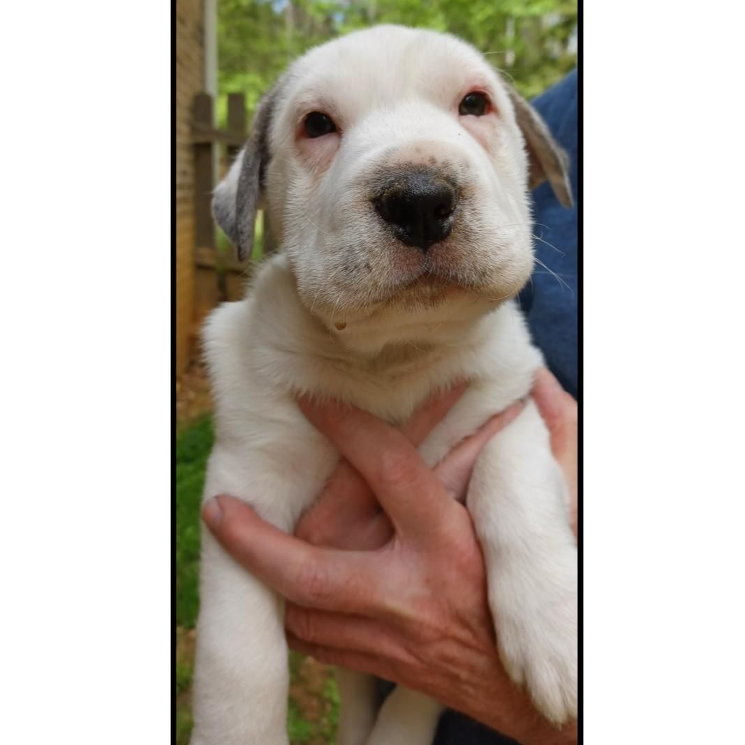 Enlarge Marcoco, an adopted mixed breed in Clarksville, VA image 5/6