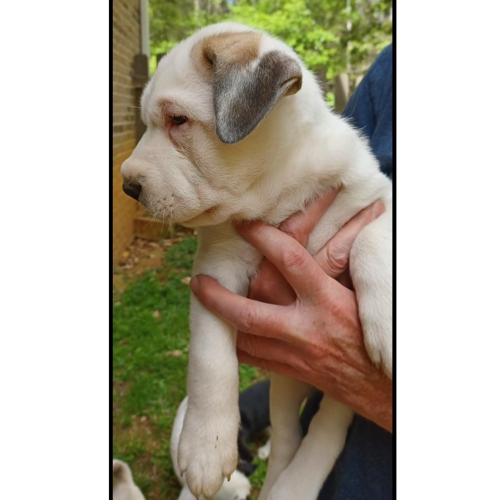 Enlarge Marcoco, an adopted mixed breed in Clarksville, VA image 4/6