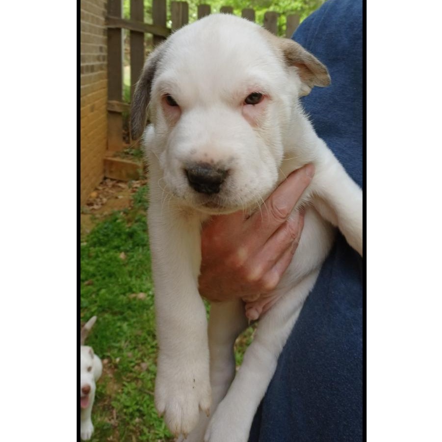 Enlarge Marcoco, an adopted mixed breed in Clarksville, VA image 2/6