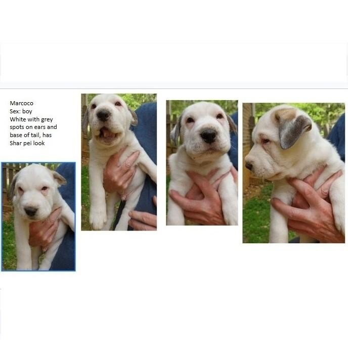 Enlarge Marcoco, an adopted mixed breed in Clarksville, VA image 6/6