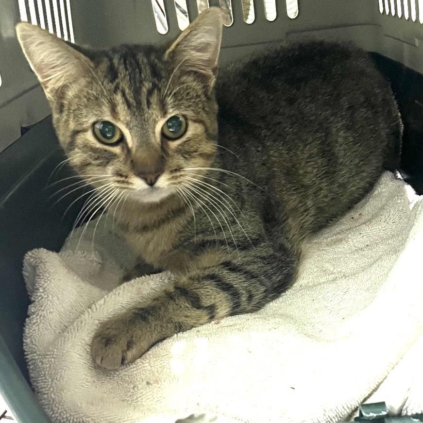 Delaney, Adoptable, Young Female Domestic Short Hair.