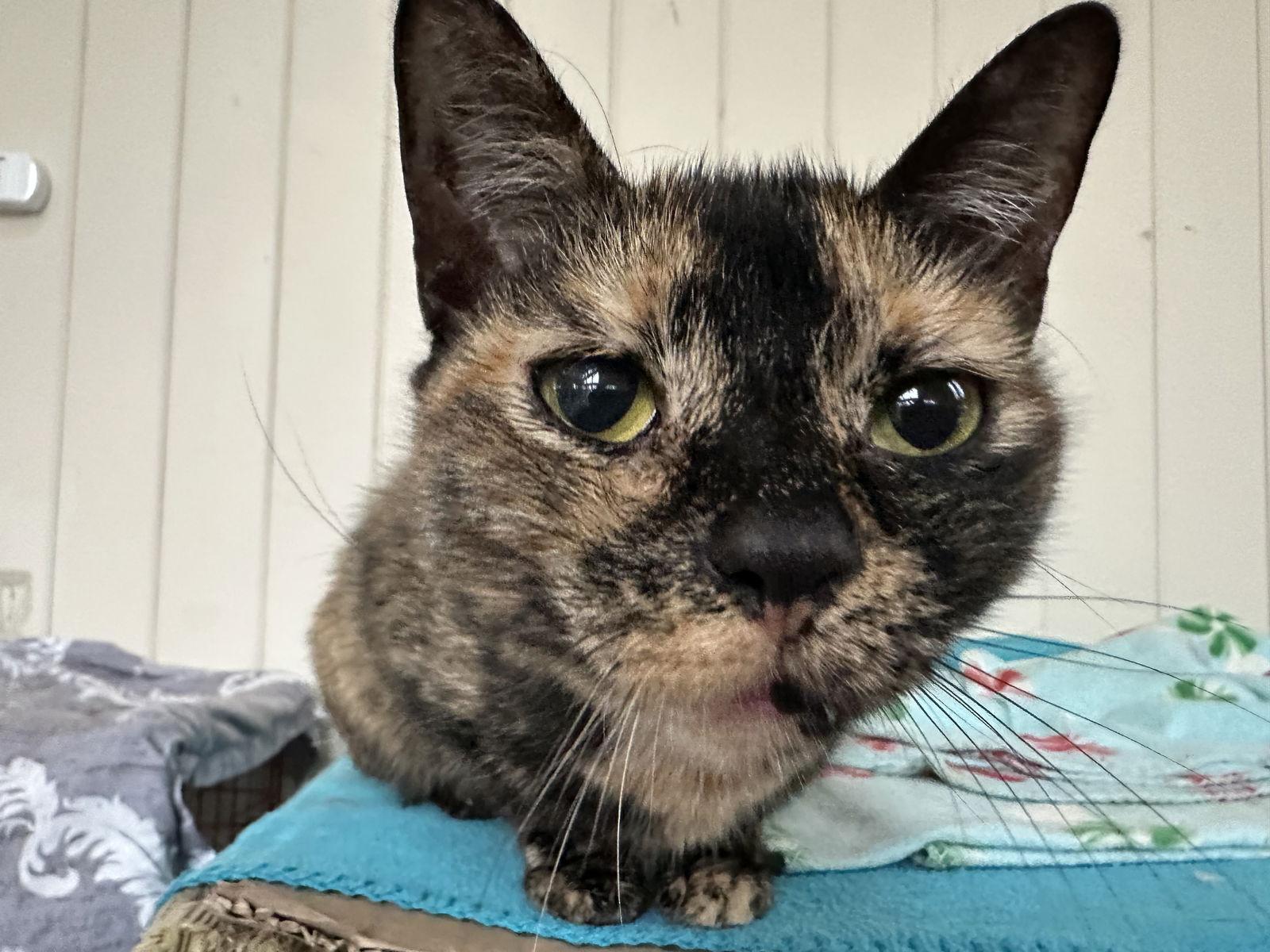 Autumn, a Adoptable Domestic Short Hair in Broomall, PA image 1/3