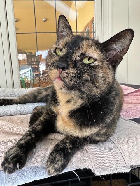 Autumn, a Adoptable Domestic Short Hair in Broomall, PA image 2/3